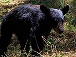 Vignette pour Rupol (Ursus americanus eremicus)