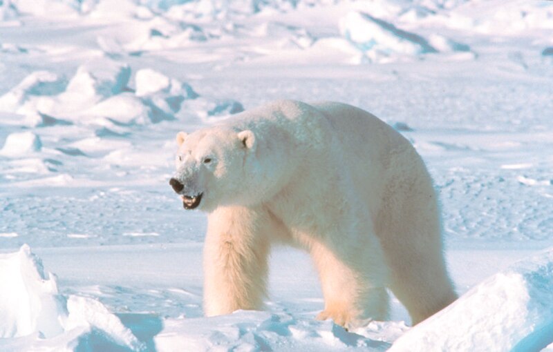 File:Ursus maritimus in Alaska.jpg