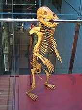 Standing skeleton of juvenile cave bear Ursus spelaeus juvenile.jpg