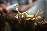 Utricularia exoleta
