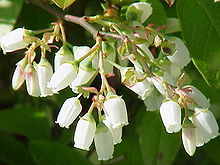 Flowers on a cultivated blueberry bush