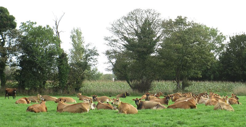 File:Vaques dé Jèrri Octobre 2013 01.jpg