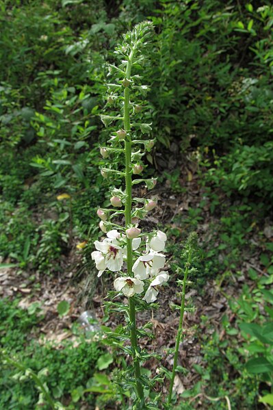 File:Verbascum blattaria, 2021-06-11, Banksville, 03.jpg