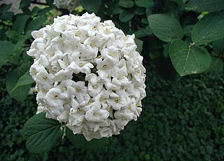 <i>Viburnum</i> × <i>carlcephalum</i> nothospecies of plant