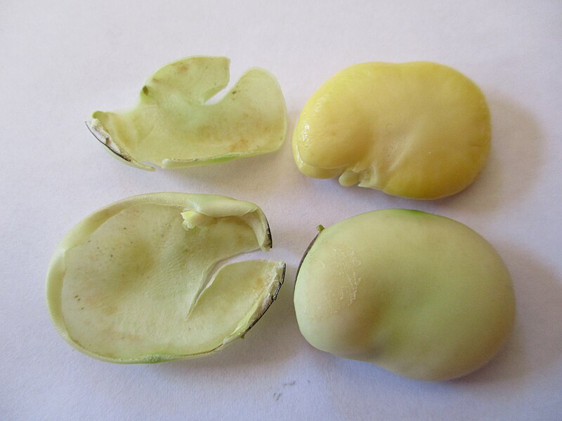 File:Vicia faba, broad bean seed showing outer seed coating.jpg