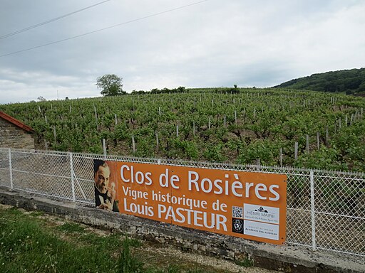 Vigne de Louis Pasteur 020