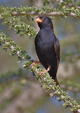 Village indigobird, Vidua chalybeata, at Mapungubwe National Park, Limpopo, South Africa (male) (18037295435).jpg