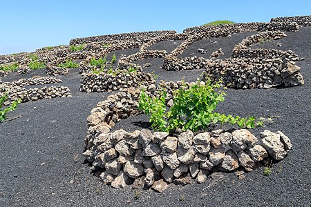 Viticulture, Tiagua Lanzarote