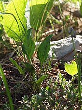 Viola chelmea and Ranunculus thora Mt Orjen.JPG