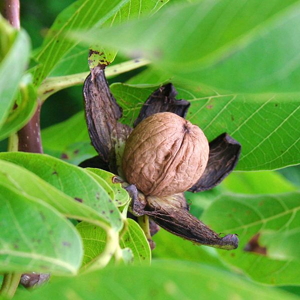 File:Walnut 2.jpg