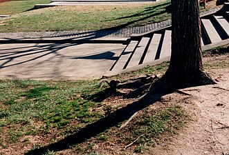 National Mall, Sciurus carolinensis, Washington D.C.