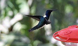 Der Weißnackenkolibri oder Ja