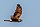Weibliche Kornweihe (circus cyaneus) - Spiekeroog, Nationalpark Niedersächsisches Wattenmeer.jpg
