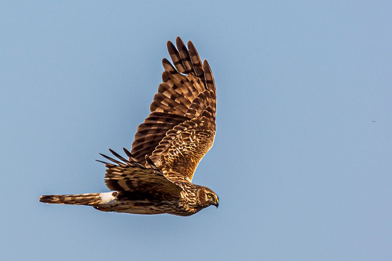 File:Weibliche Kornweihe (circus cyaneus) - Spiekeroog, Nationalpark Niedersächsisches Wattenmeer.jpg