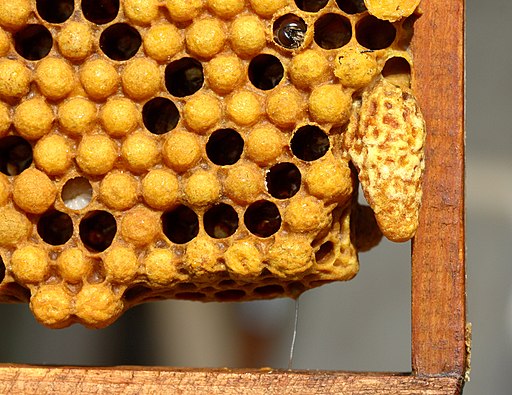 Weiselzelle auf Bienenwabe