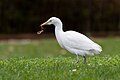 * Nomination: A western cattle egret (Bubulcus ibis) eating an earthworm in Gennevilliers, France. --Alexis Lours 08:19, 20 February 2024 (UTC) * * Review needed