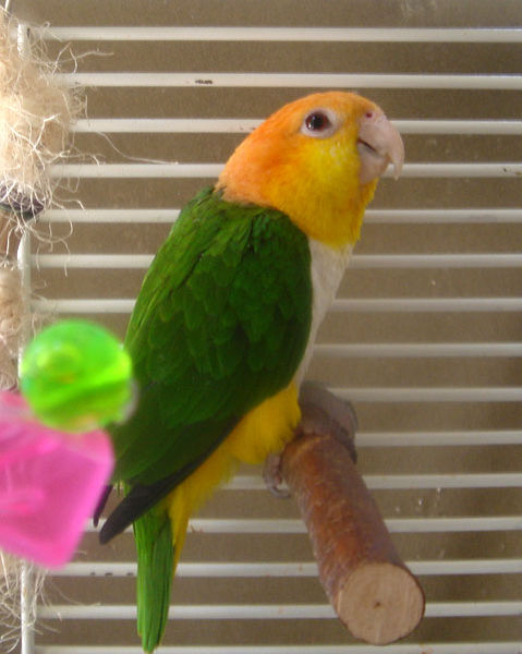 File:White-Bellied Caique Parrot.jpg