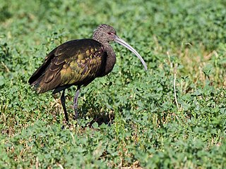 White-faced Ibis