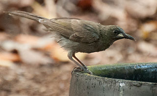 <span class="mw-page-title-main">White-gaped honeyeater</span> Species of bird