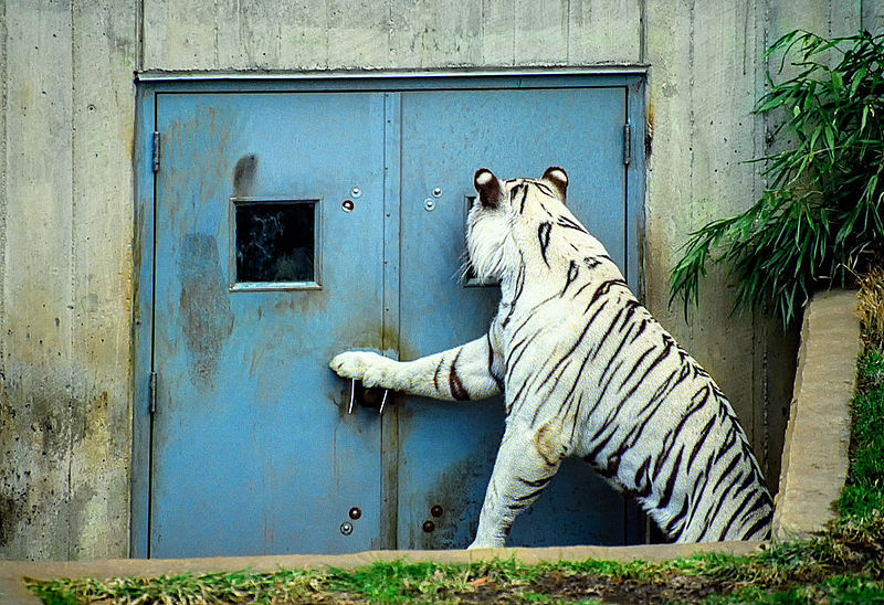 File:White Bengal Tiger at Door (11889542686).jpg