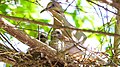 White Winged Dove Nest (Zenaida Asiatica).jpg