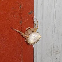 White cat faced spider.jpg