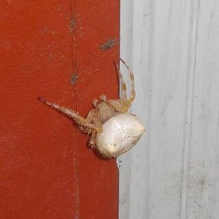 <i>Araneus gemma</i> Species of spider