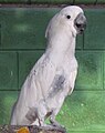 White cockatoo with a minor plucking problem.