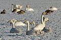 Cisne-bravo migrando da Islândia, Groelândia, Escandinávia e norte da Russia para a Europa, Ásia central, China e Japão.