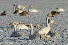 Whooper swans migrate from Iceland, Greenland, Scandinavia, and northern Russia to Europe, Central Asia, China, and Japan Whooper-swan.jpg