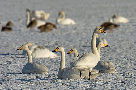 Whooper swans migrate from Iceland, Greenland, Scandinavia, and Northern Russia to Europe, Central Asia, China, and Japan