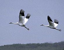 Grue Dans La Mouche L'oiseau Blanc Volant Rouge-a Couronné La Grue,  Japonensis De Grus, Avec L'aile Ouverte, Avec La Tempête De N Image stock -  Image du asie, horizontal: 97615407