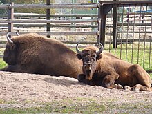 European bison (wisent) in captivity, Avesta Visentpark, Dalarna, Sweden. Wisents, resting.JPG