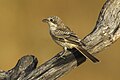 Woodchat Shrike juv - Castuera - Extremadura S4E5780 (14760575193).jpg