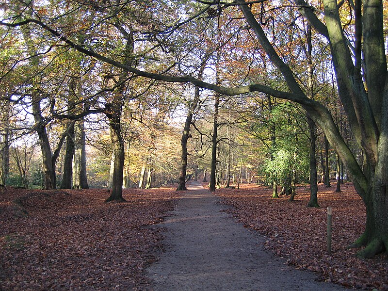 File:Woodland path at Alderley Edge.jpg