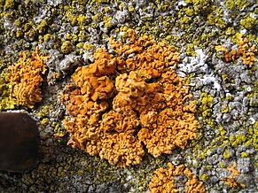 Xanthoria parietina Messinglav.jpg