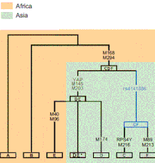 Yap tree.gif