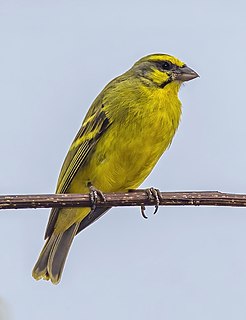 Yellow-fronted canary Species of bird