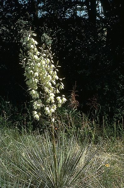 File:Yucca glauca inflorescence.jpg