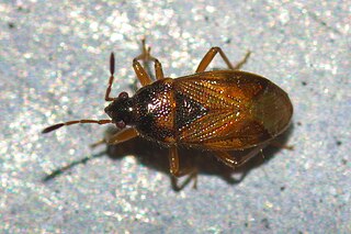 <i>Lasiosomus enervis</i> Species of true bug