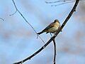 Common chiffchaff