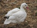 Coscoroba Swan