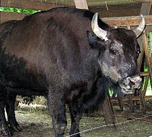 Un żubroń en el Parque Nacional de Białowieża