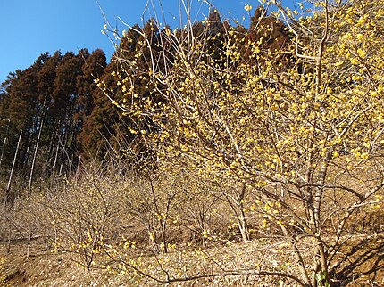 松田町の有名地