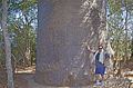 " Baobab sacré " (Adansonia grandidieri) (9569904007).jpg