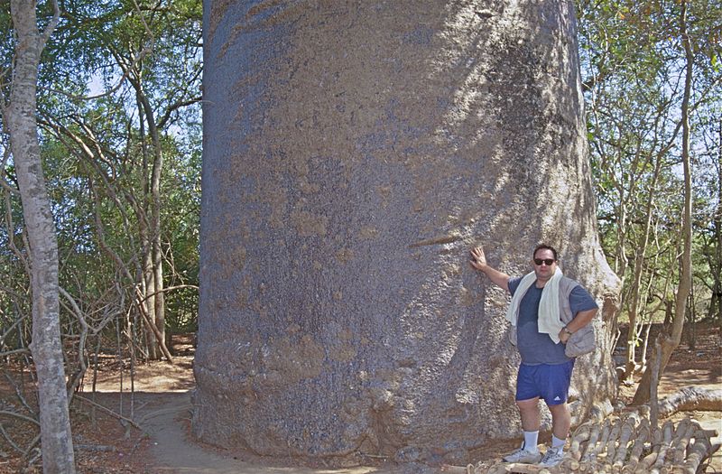 File:" Baobab sacré " (Adansonia grandidieri) (9569904007).jpg