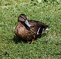 'Anas platyrhynchos' duck Mallard at Henham Essex England 02.jpg