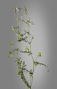 (MHNT) Vicia hirsuta - Plant habit.jpg