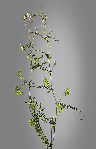 File:(MHNT) Vicia hirsuta - Plant habit.jpg