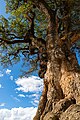 Árbol patrimonial "Pisonay". Subida por Guillermo Carlos Gómez